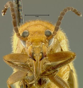 Media type: image;   Entomology 29834 Aspect: head frontal view